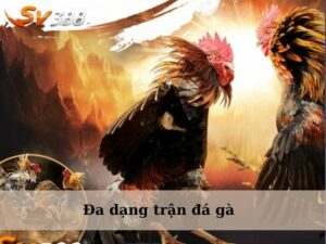 Đa dạng sảnh đá gà, trận đấu cho người chơi theo dõi