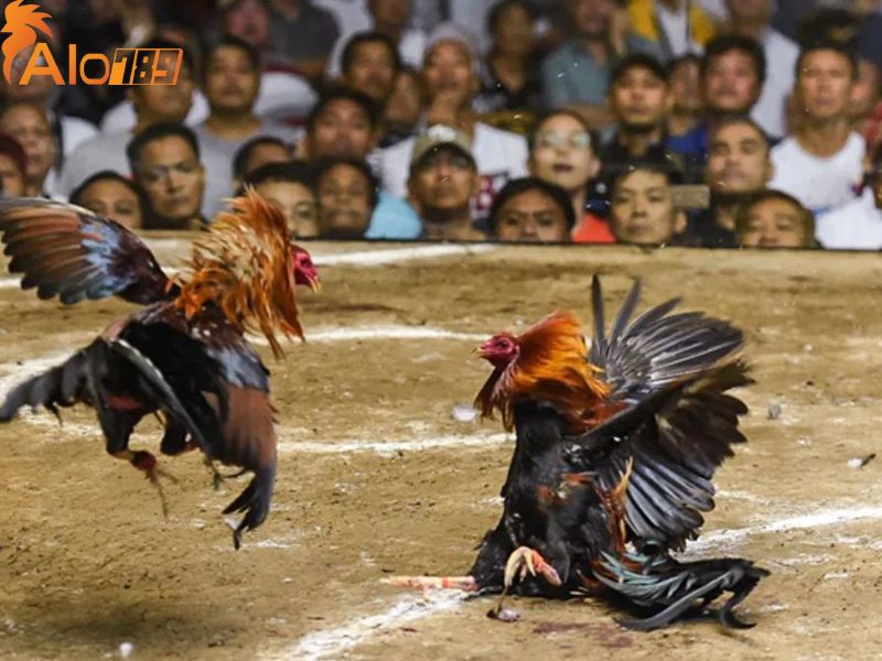 Có nhiều sản phẩm cá cược nổi bật