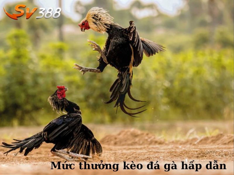 Bảng cược đá gà đa dạng cùng mức ăn thưởng cao